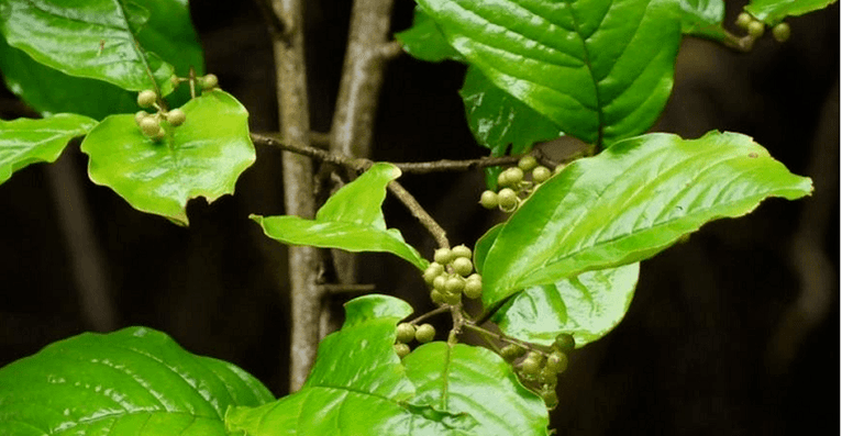 Ayurvedic herb Vidanga - a powerful tool against parasites in the intestine