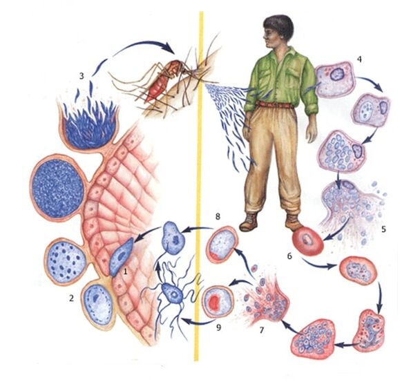 simplest ways of reproduction of parasites