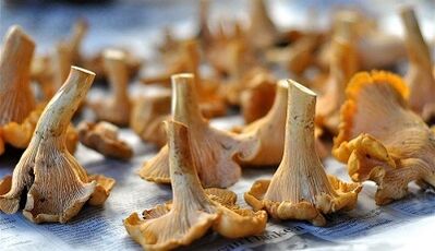 Chanteres mushroom to remove parasites from the body