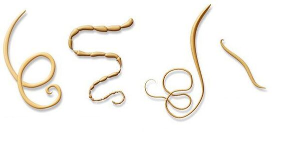 types of parasites in the body