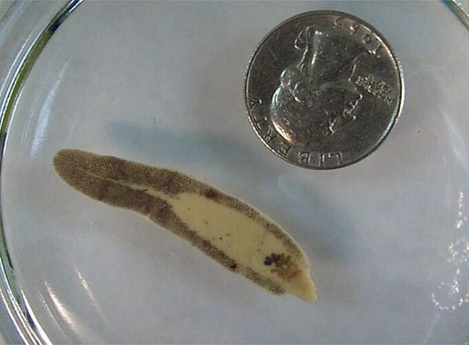 Size of a fluke compared to a coin